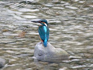 Common Kingfisher