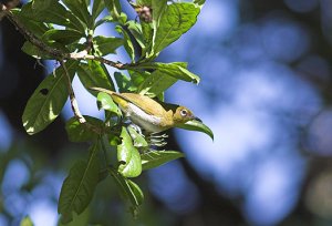 Ceylon White-eye