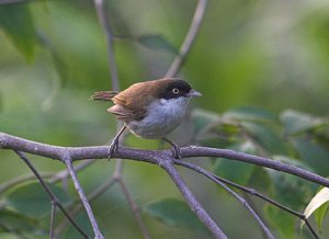 Dark-fronted Babbler