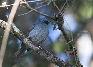 Sri Lanka Dusky-blue Flycatcher
