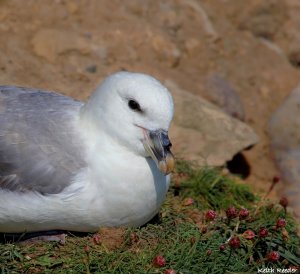 Fulmar and flowers