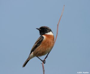 A stonechat - at last!