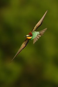 European bee-eater