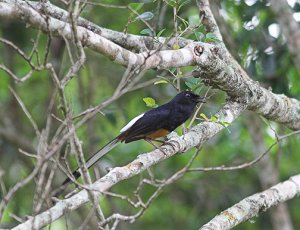 White-rumped Shama