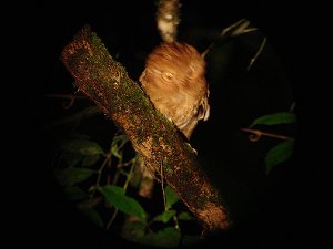 Serendib Scops Owl