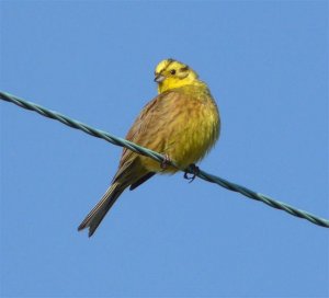 Yellowhammer