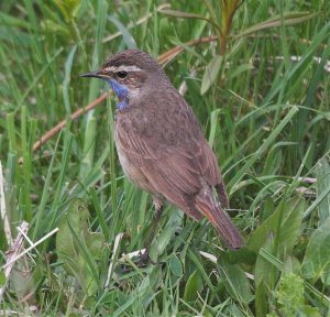 Bluethroat