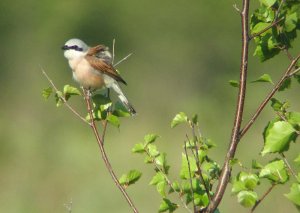 Red Backed Shrike