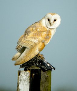 Barn Owl