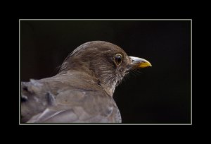Female Blackbird portrait