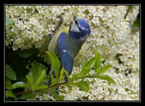 Blue Tit foraging in the flowers