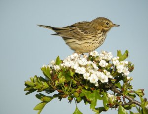 Meadow Pipit