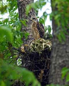 Young Red-Shouldered Hawk on Edge of Nest