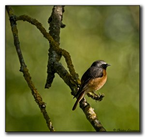 Common Redstart