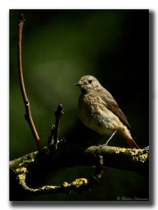 Common Redstart Female