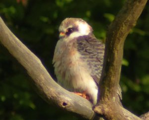 Red-footed Falcon