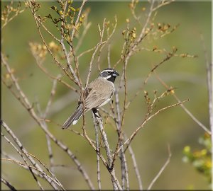 Resident Yard Sparrow