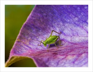 Speckled Bush Cricket Jevenile