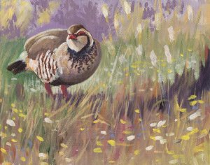 Red legged partridge painting