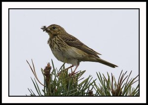 Tree Pipit with baby food