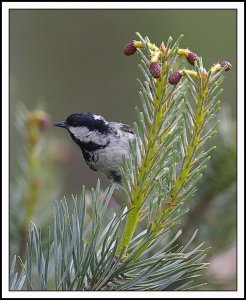 Coal Tit