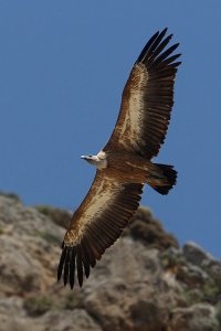 Griffon vulture