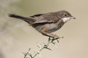 Sardinian warbler