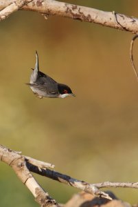 Sardinian warbler