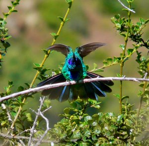 Sparkling Violetear