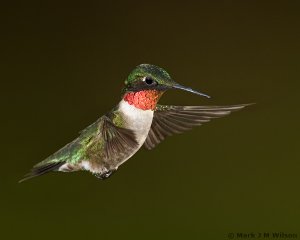 Ruby-throated Hummingbird