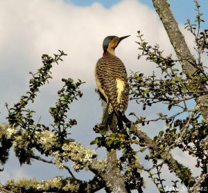 Andean Flicker