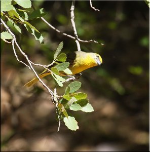 Female Hepatic Tanager