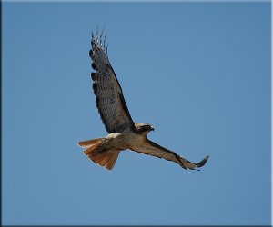 Goliath leaving the Scene