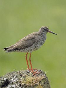 Common Redshank