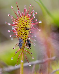 Oblong-leaved Sundew