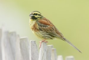 Cirl Bunting The Second