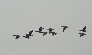 Brent flypast