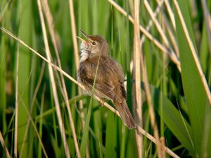 Reed Warbler