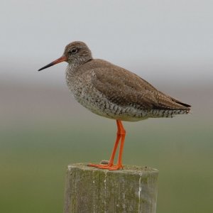 Redshank in classic pose