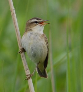 Sedge Warbler