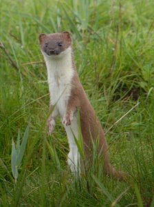 Stoat, just after a kill