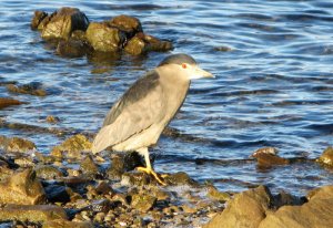 Black-crowned night heron