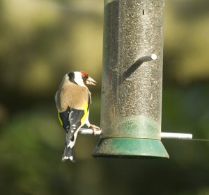 Goldfinch