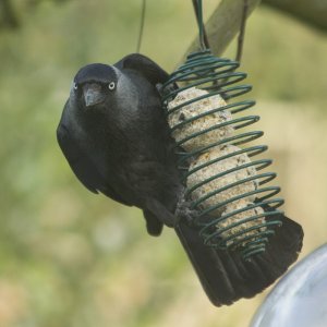 You're not supposed to use that feeder!