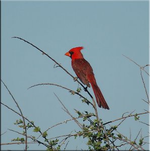 A Good Day for Cardinals - 2