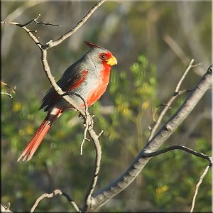 A Good Day for Cardinals - 3