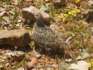 Gray Breasted Seedsnipe