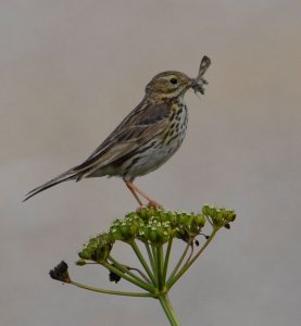 Meadow Pipit