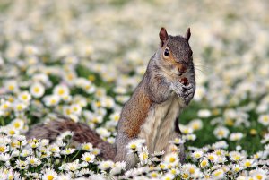 Squirrel in a field of daisies