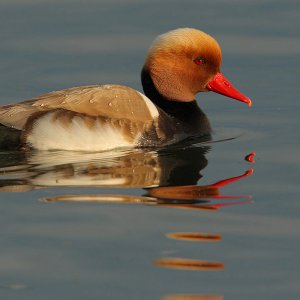 Red-crested pochard